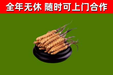绍兴烟酒回收冬虫夏草.jpg